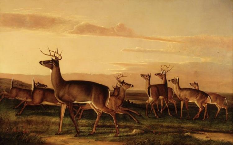 John James Audubon Startled Deer A Prairie Scene